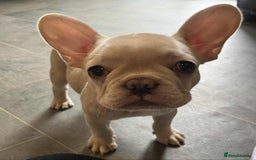French Bulldog dogs for sale: Beautiful non kc female  - Image 25
