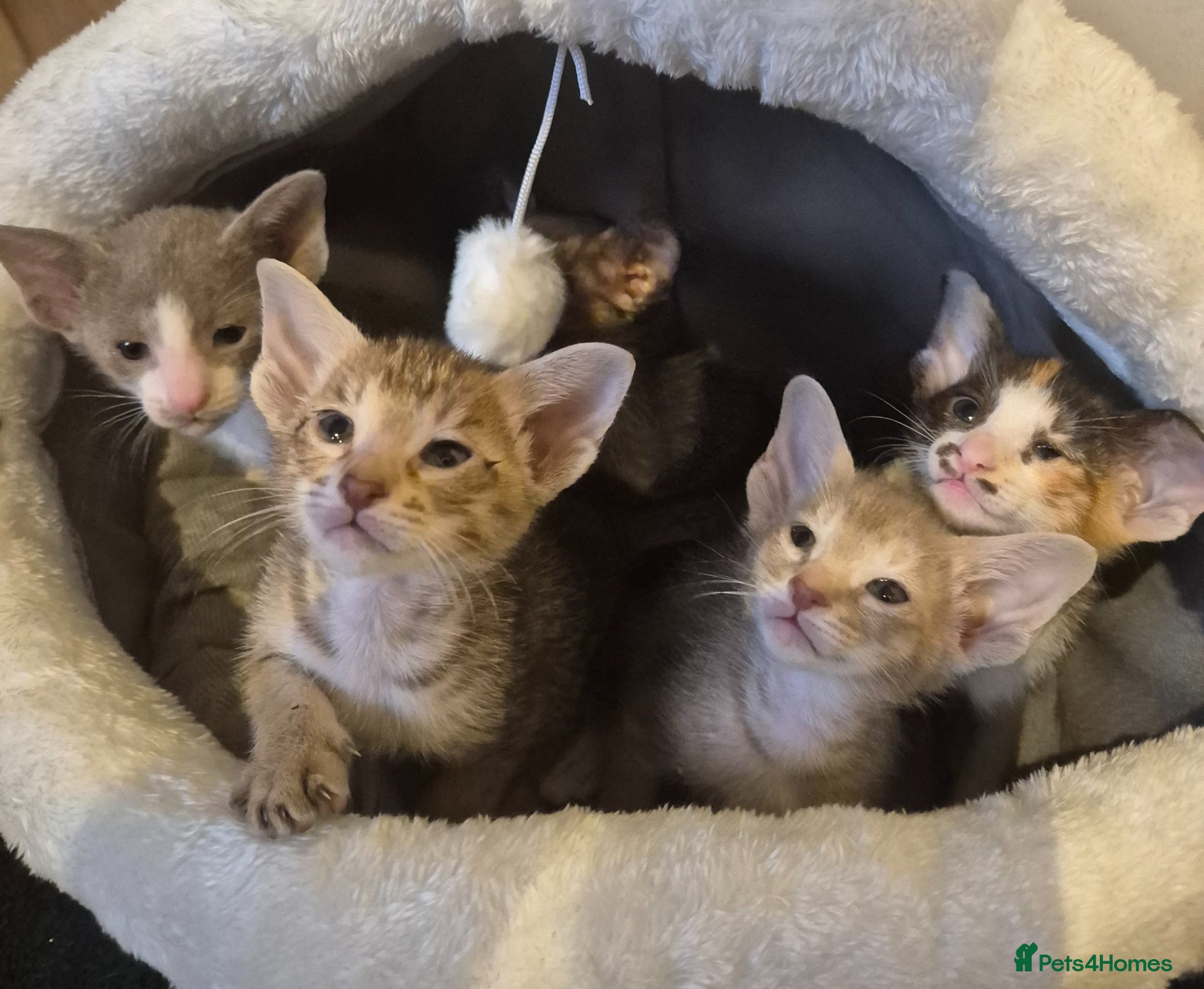 Oriental cats Pedigree Oriental kittens  - Advert 2