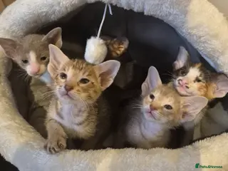 Oriental cats Pedigree Oriental kittens - Advert 2