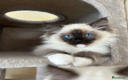 Ragdoll cats for sale: Ragdoll kittens one boy left seal mitted. - Advert 5