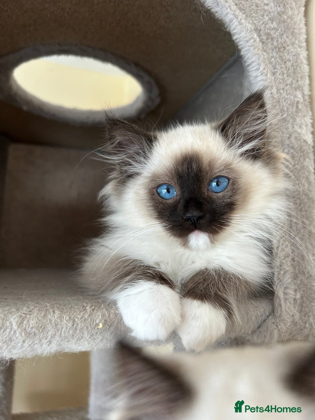 Ragdoll cats for sale: Ragdoll kittens one boy left seal mitted. - Advert 5