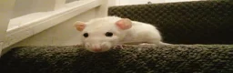 Rat rodents for sale: 3 beautiful rats  - Advert 3