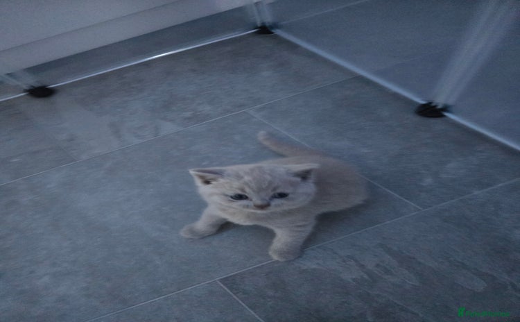 British Shorthair cats - Advert 2