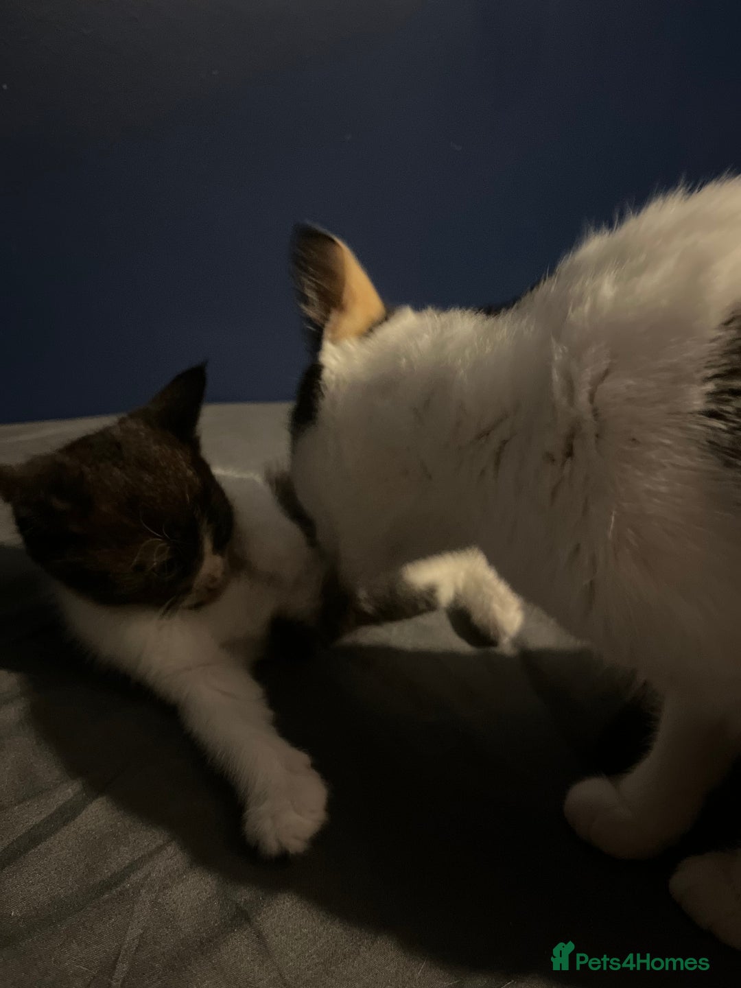 Mixed Breed cats for sale: Adorable kittens  - Image 8
