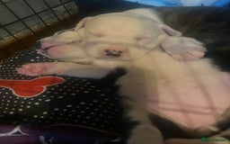 Staffordshire Bull Terrier dogs for sale: White staffy for sale  - Image 8