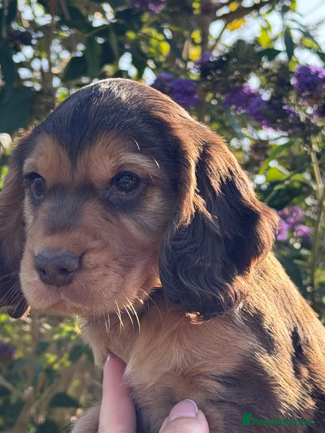 Cocker Spaniel dogs for sale: KC Registered working Cockers pups - Advert 1