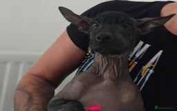Mexican Hairless dogs for sale: Mexican hairless  in Newcastle upon Tyne - Image 1