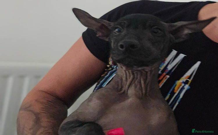 Mexican Hairless dogs in Newcastle upon Tyne - Advert 1