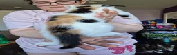 Mixed Breed cats for sale: 5 girls and one boy kitten - Advert 5