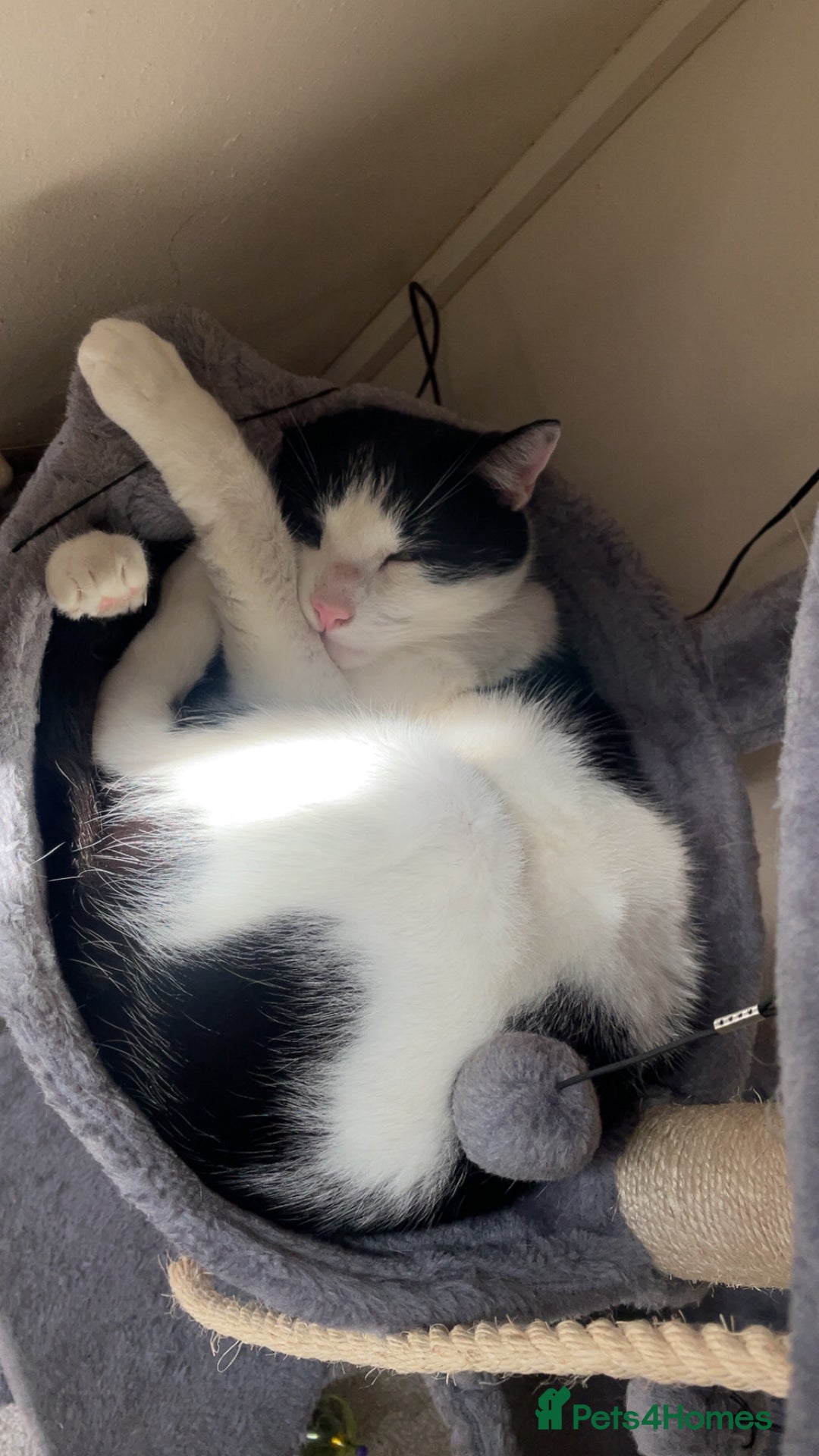 British Shorthair cats for sale:  Bluey  - Advert 1