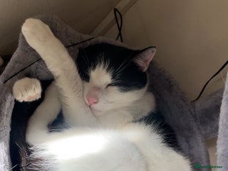 British Shorthair cats Bluey - Advert 1