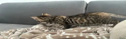 Bengal cats for sale: Beautiful Bengal kittens  - Advert 10