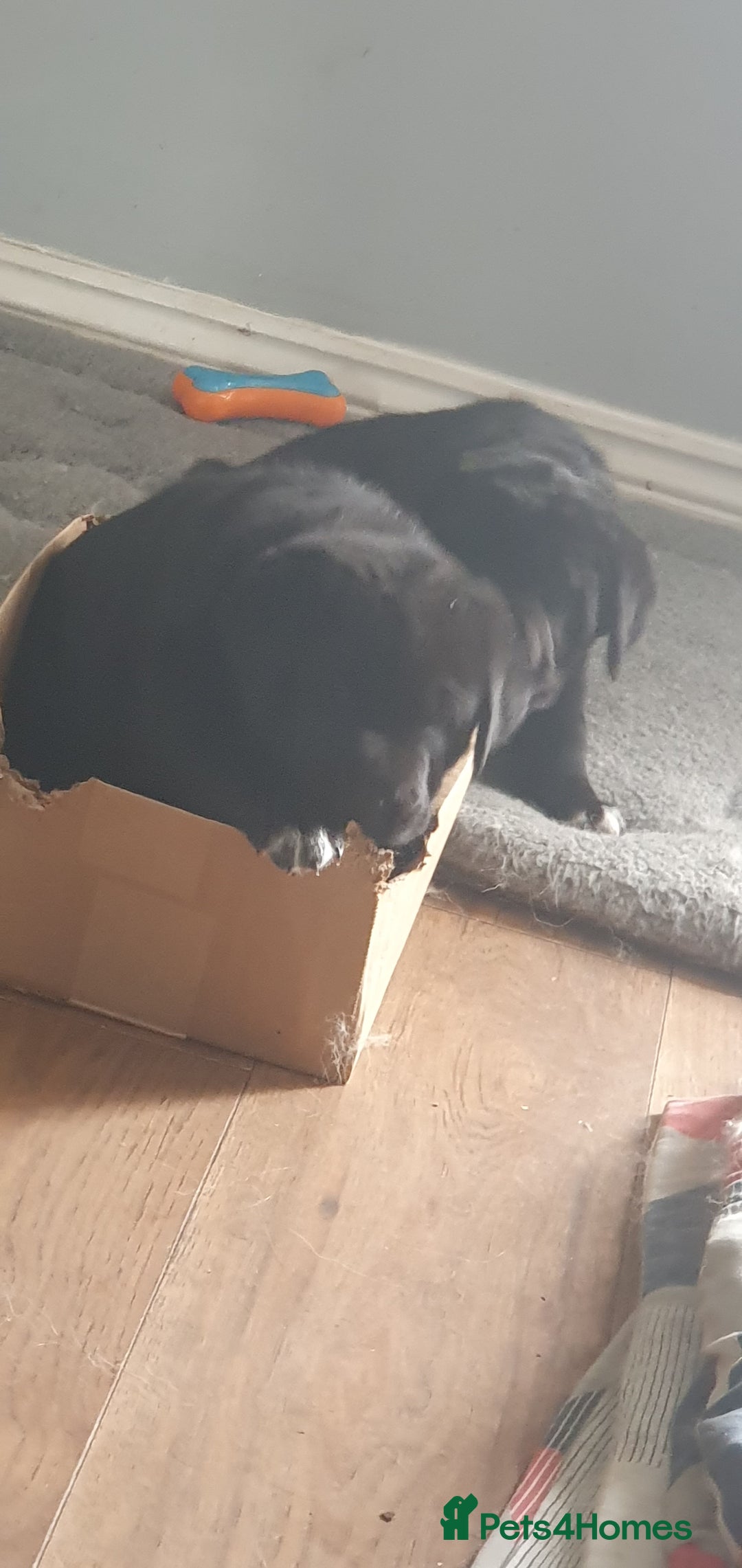 Mixed Breed dogs for sale: 3 beautiful bitches - Image 6