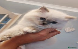 Ragdoll cats for sale: 💛 Beautiful European Kittens 😸  - Advert 9