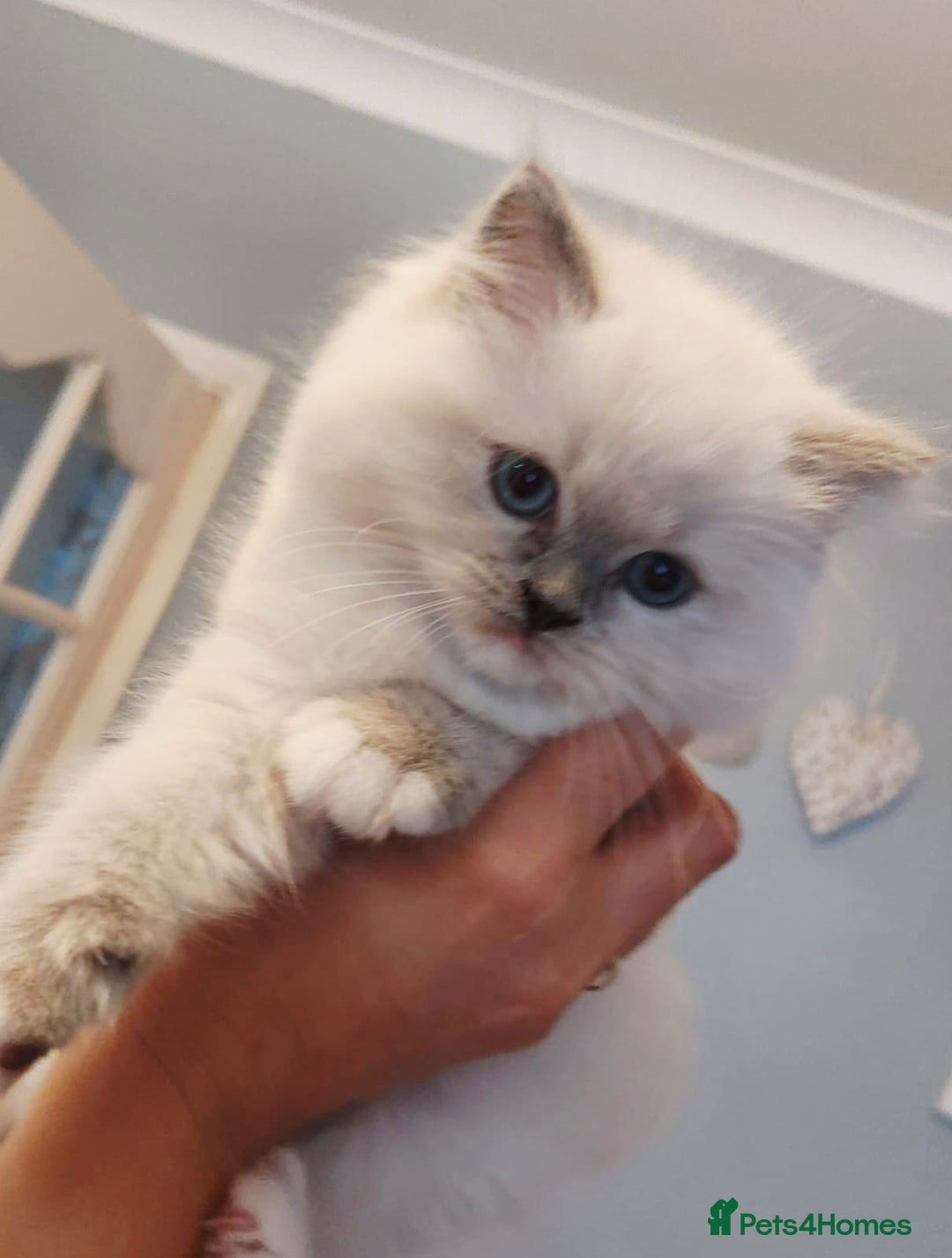 Ragdoll cats for sale: 💛 Beautiful European Kittens 😸  - Advert 9