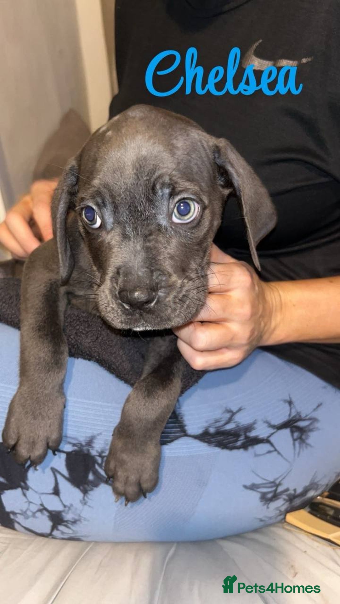 Cane Corso dogs for sale: Stunning puppies  - Advert 5