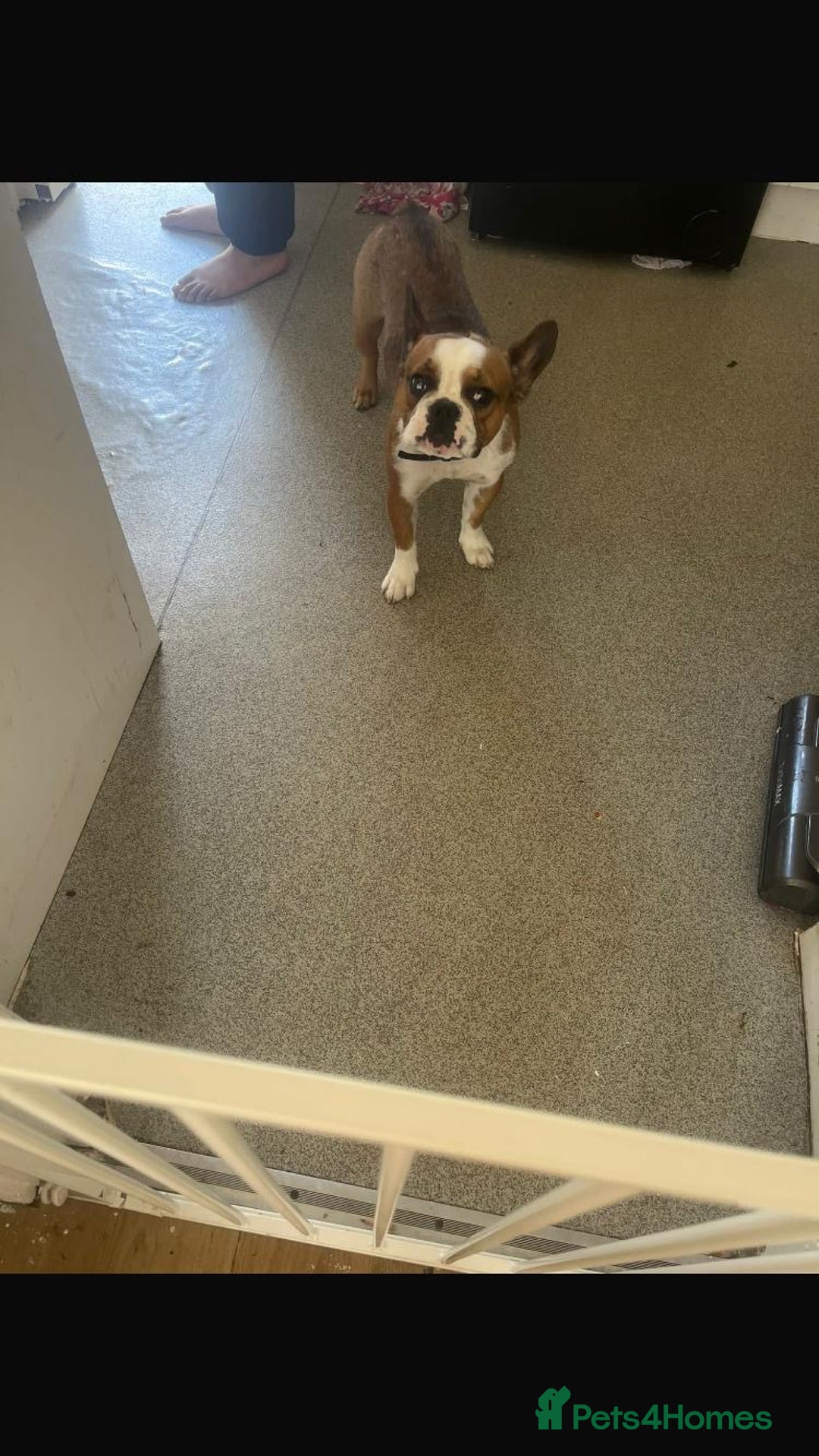 French Bulldog dogs for sale: Frenchie needs a new home as lonley - Image 4