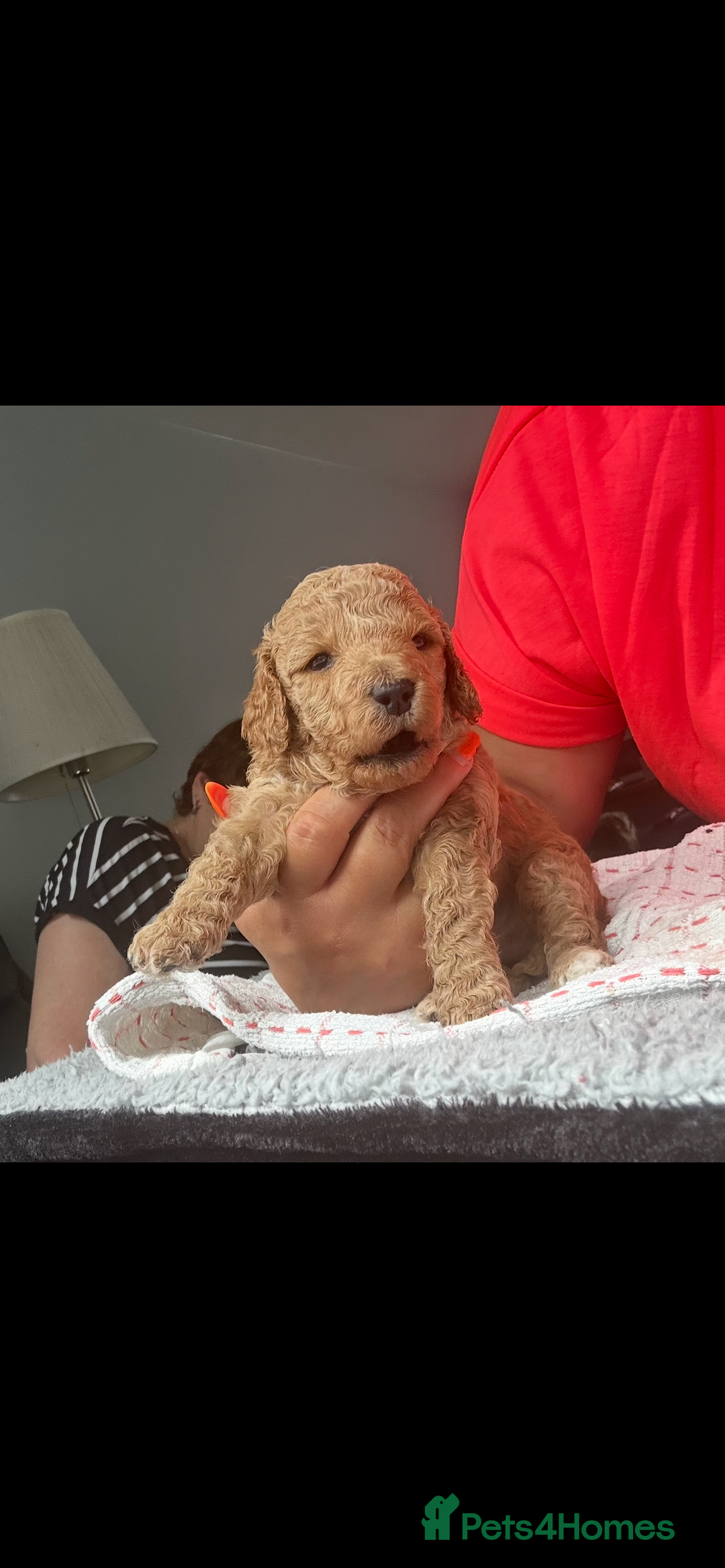 Poochon dogs for sale: Gorgeous litter of F1BB Poochons  - Image 20