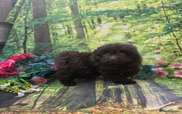Pomapoo dogs for sale: 🩷ROSIE AND JIM💙 F1 POMAPOO BABIES - Image 10