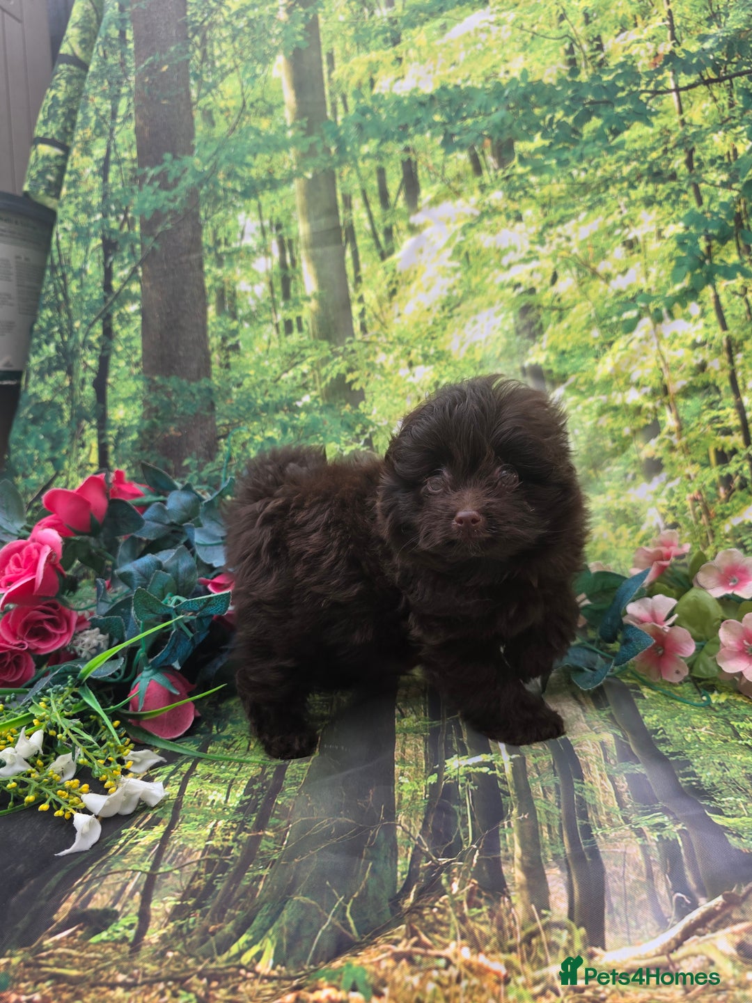 Pomapoo dogs for sale: 🩷ROSIE AND JIM💙 F1 POMAPOO BABIES - Image 10