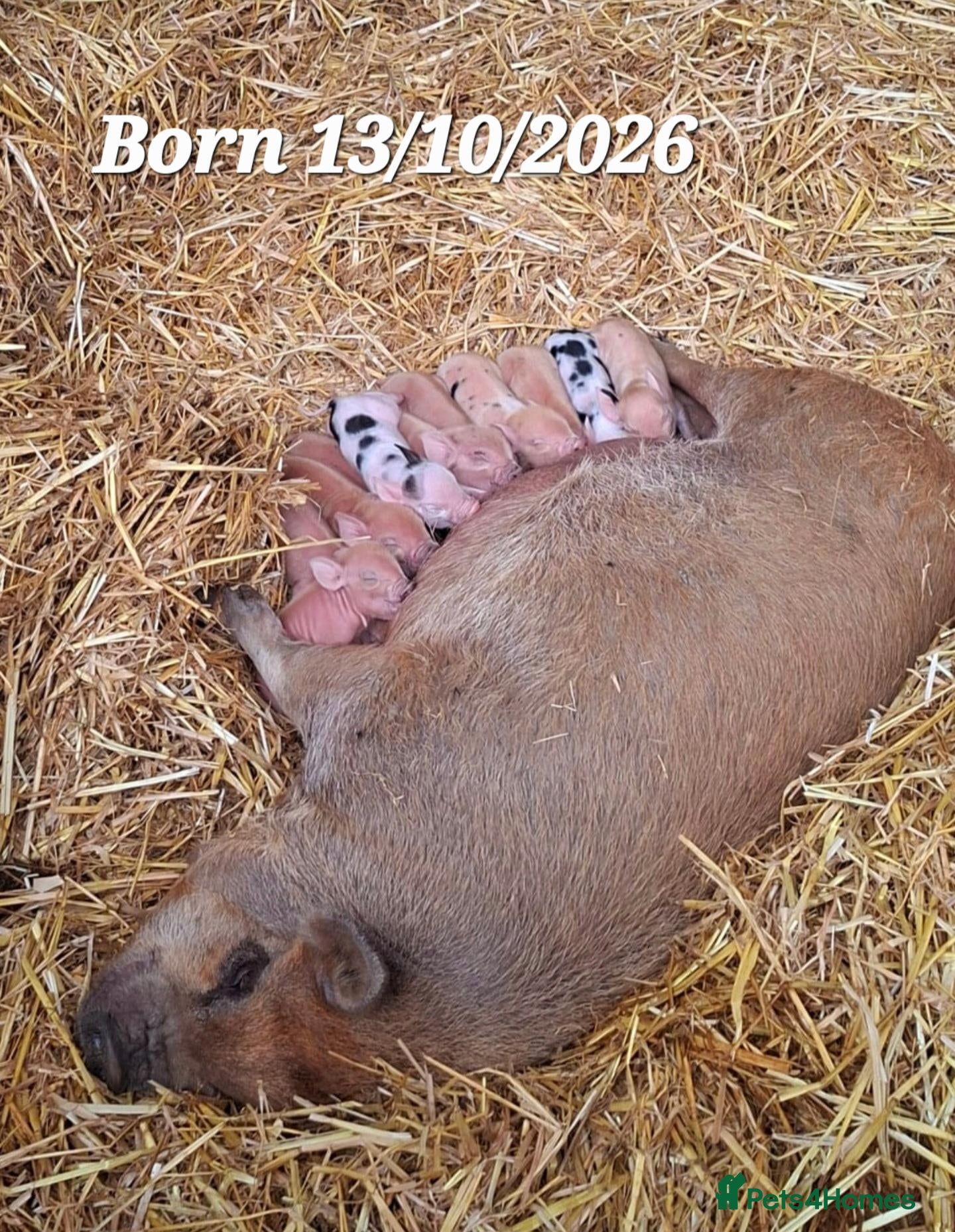 Pig livestock for sale: 🐷 MINI PIGLETS LOOKING FOR THEIR FOREVER HOMES 🐷 - Advert 7