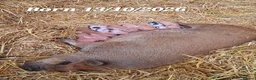 Pig livestock for sale: 🐷 MINI PIGLETS LOOKING FOR THEIR FOREVER HOMES 🐷 - Advert 1