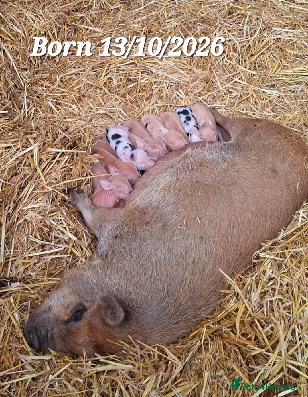 Pig livestock for sale: 🐷 MINI PIGLETS LOOKING FOR THEIR FOREVER HOMES 🐷 - Advert 1