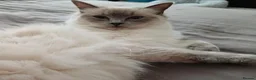 Ragdoll cats for sale: 7 Gorgeous Ragdoll Kittens  - Advert 1