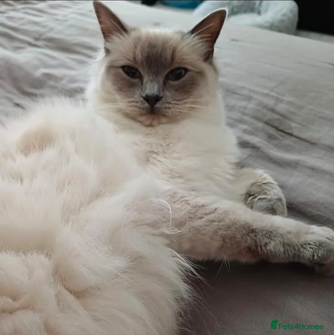 Ragdoll cats for sale: 7 Gorgeous Ragdoll Kittens  - Advert 1