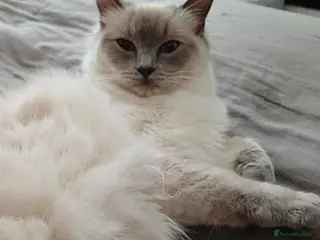 Ragdoll cats 7 Gorgeous Ragdoll Kittens - Advert 4