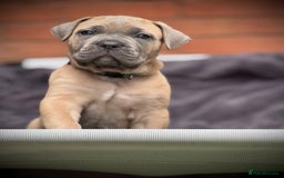 Cane Corso dogs for sale: 🐾✨PatoSquad Kennel FCI Grand Champion Puppies✨🐾 - Advert 2