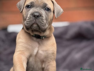 Cane Corso dogs - Advert 16