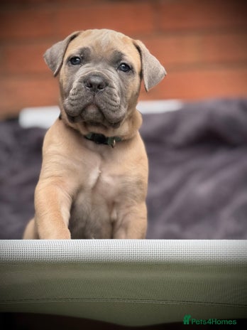Cane Corso dogs - Advert 1