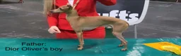 Italian Greyhound dogs for sale: PETITE KC Italian greyhound puppies Europ. lineage - Advert 8