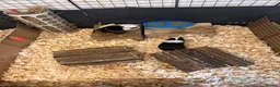 Guinea Pig rodents for sale: Hawk & Panda  - Advert 17