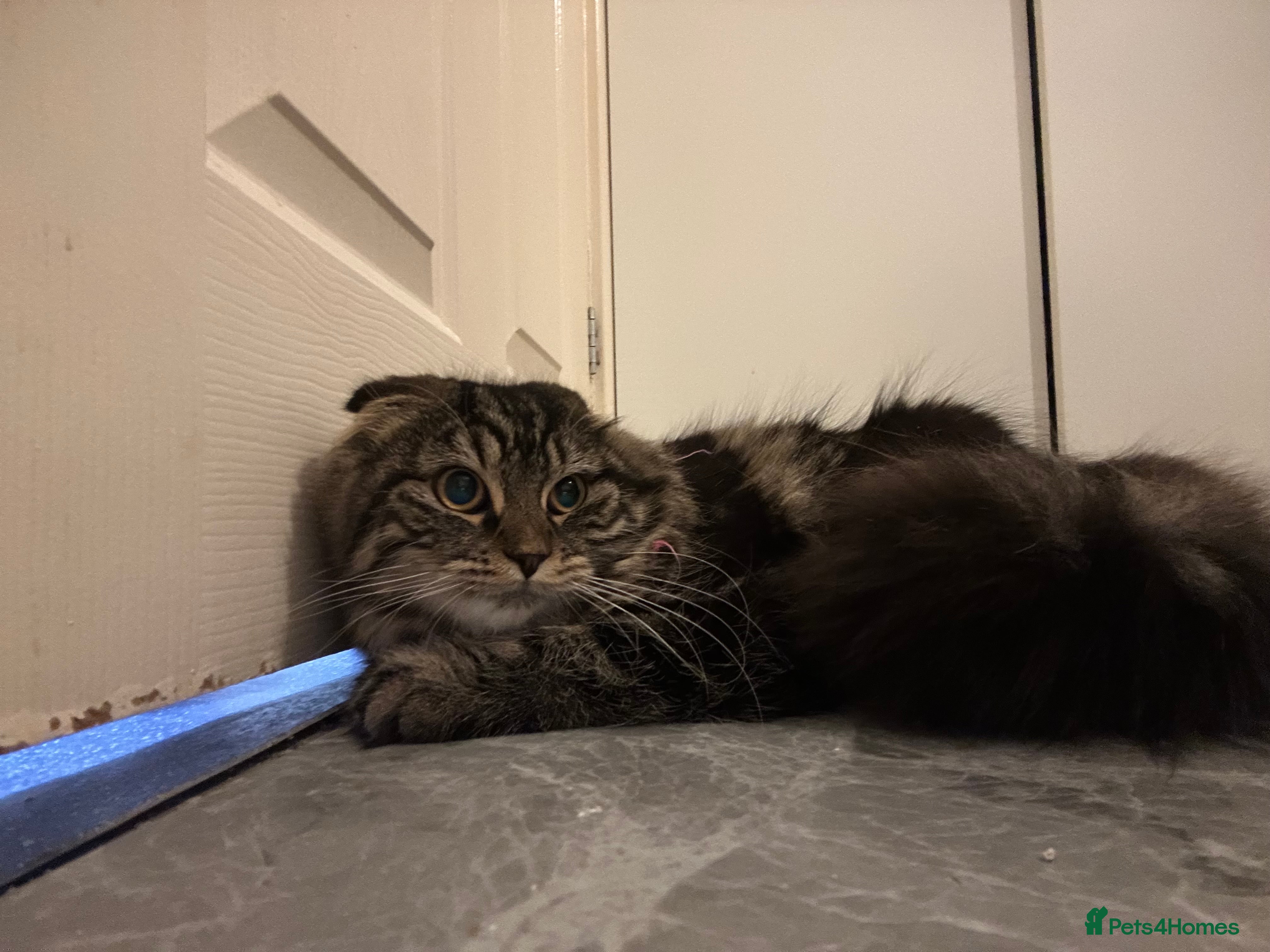 Scottish Fold cats Rare Scottish Fold -- Nebelung Kittens  - Advert 2