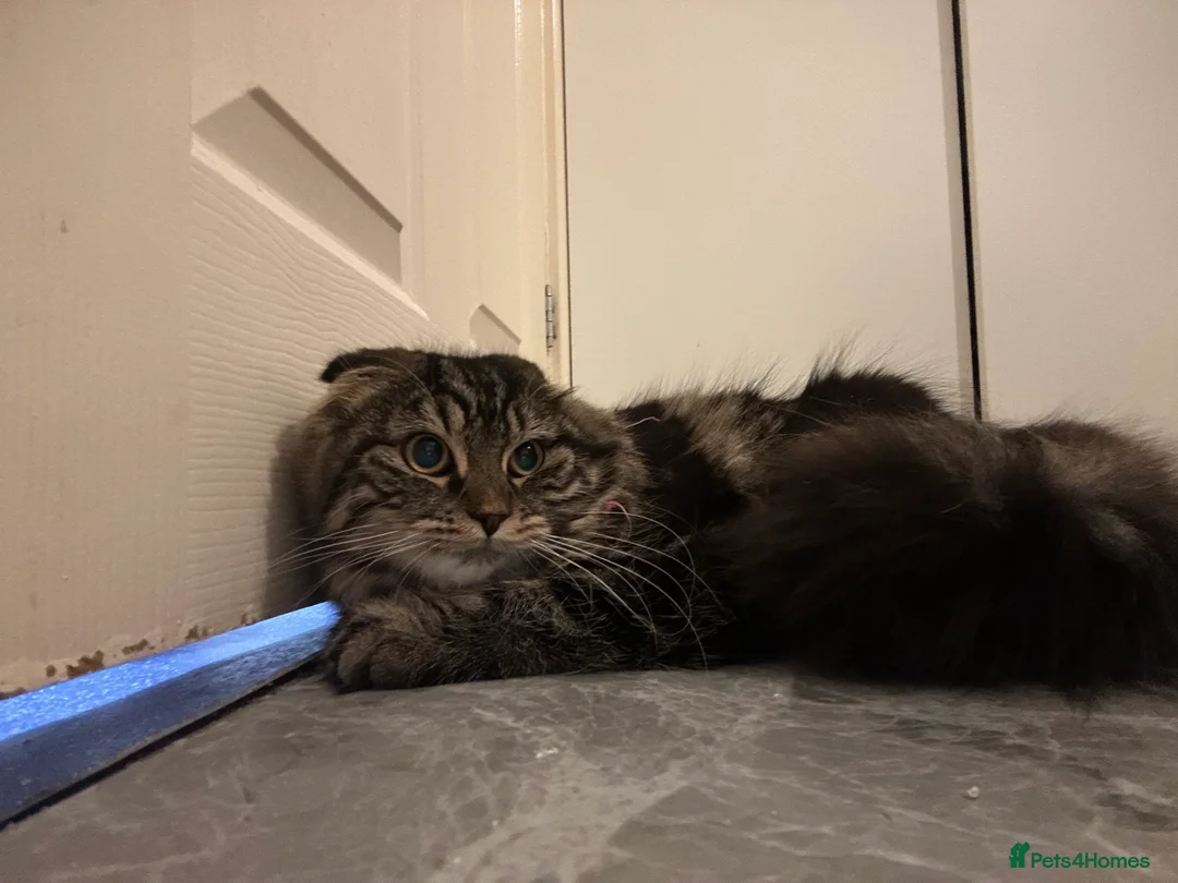 Scottish Fold cats for sale: Only one folded ears girl left 🎀 - Advert 2