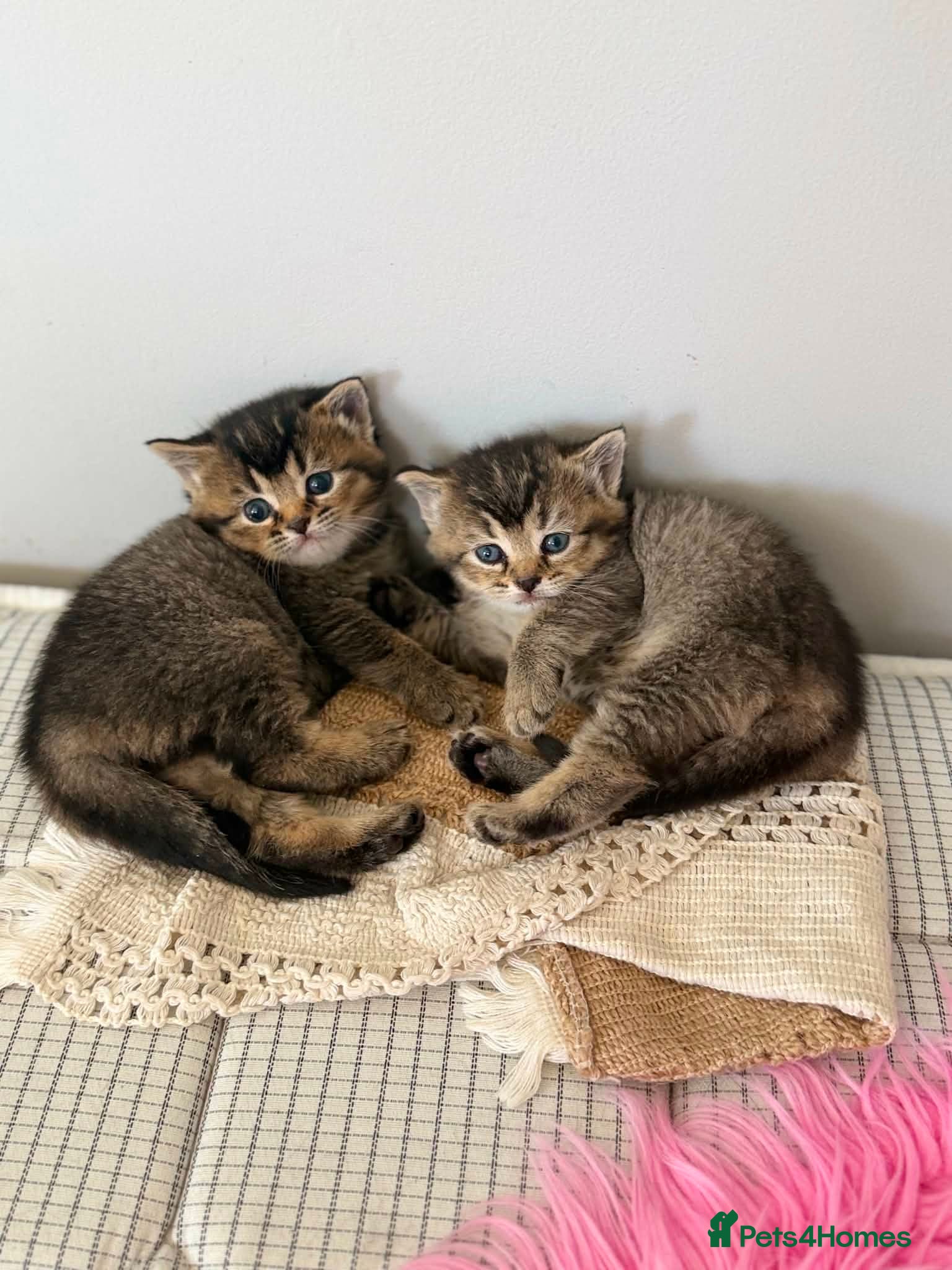 Mixed Breed cats for sale: 3 Little kittens  in Basildon - Advert 16