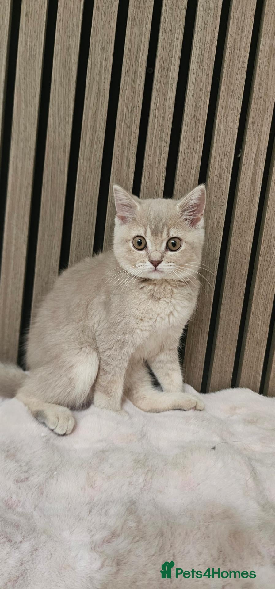 Brazilian Shorthair cats British short hair kittens  - Advert 1