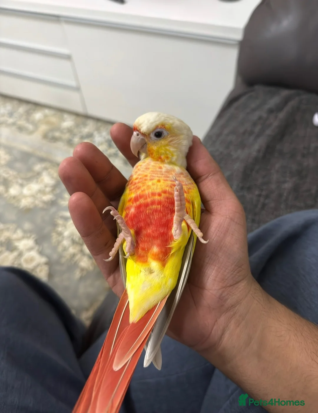 Conures birds for sale: Suncheek conure pair  - Advert 5