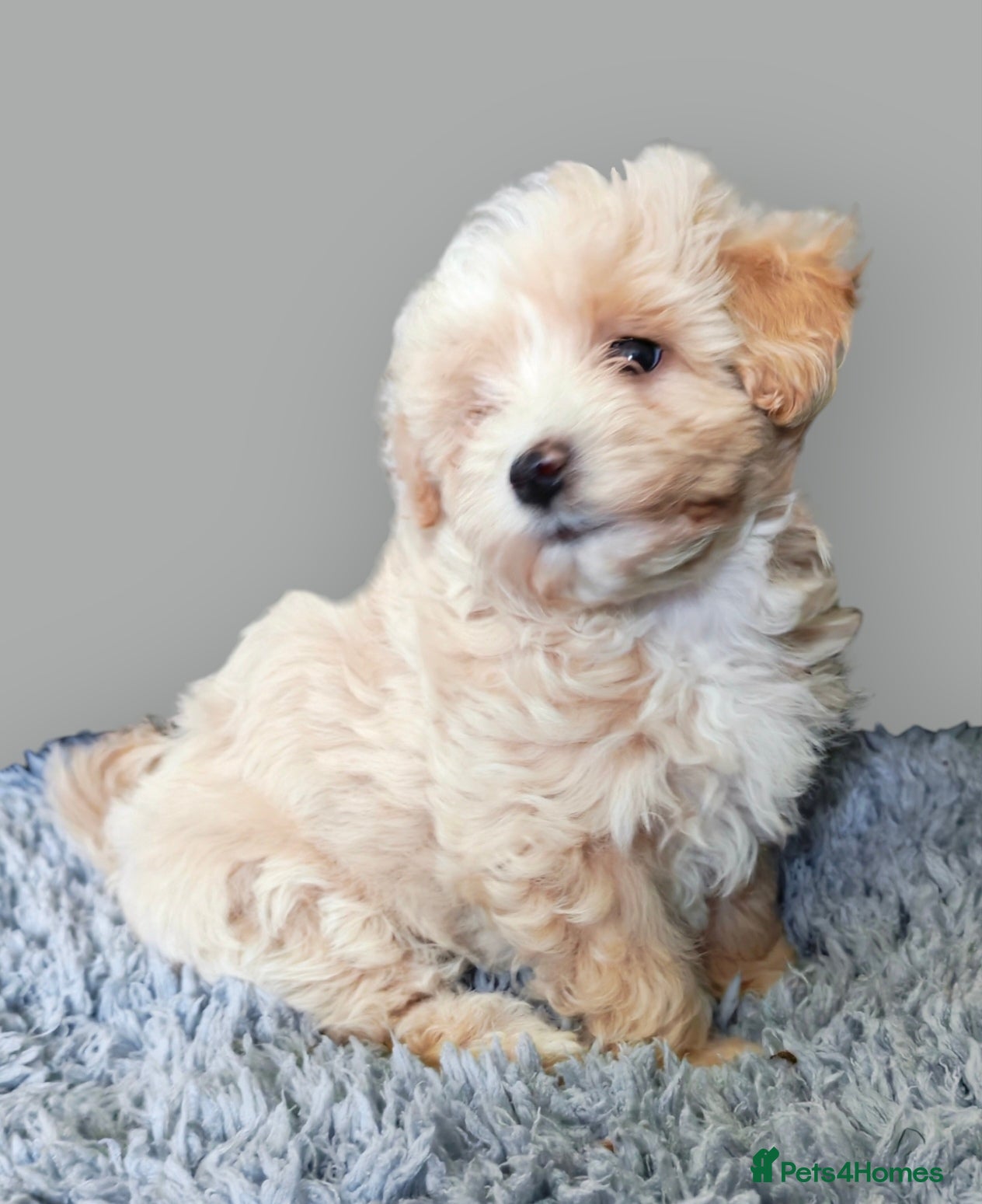 Maltipoo dogs F1 Maltpoo From Quality Champion KC's Health Tests - Advert 3