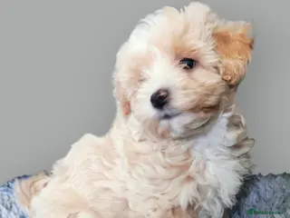 Maltipoo dogs F1 Maltpoo From Quality Champion KC's Health Tests - Advert 3