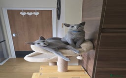 Russian Blue cats for sale: Russian Blue kittens Tica registered  - Image 24