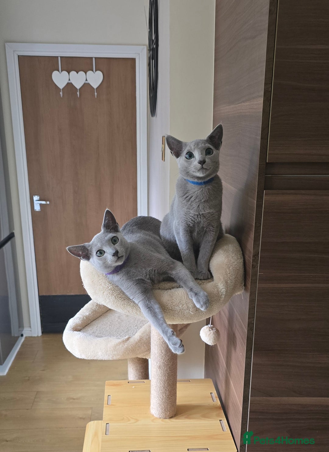 Russian Blue cats for sale: Russian Blue kittens Tica registered  - Image 24