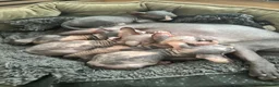 Sphynx cats for sale: Adorable sphinx kittens - Advert 10