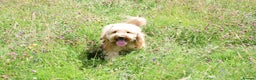 Labradoodle dogs for stud: STUD - DNA & HIPS Proven Mini Labradoodle in Tamworth - Advert 4