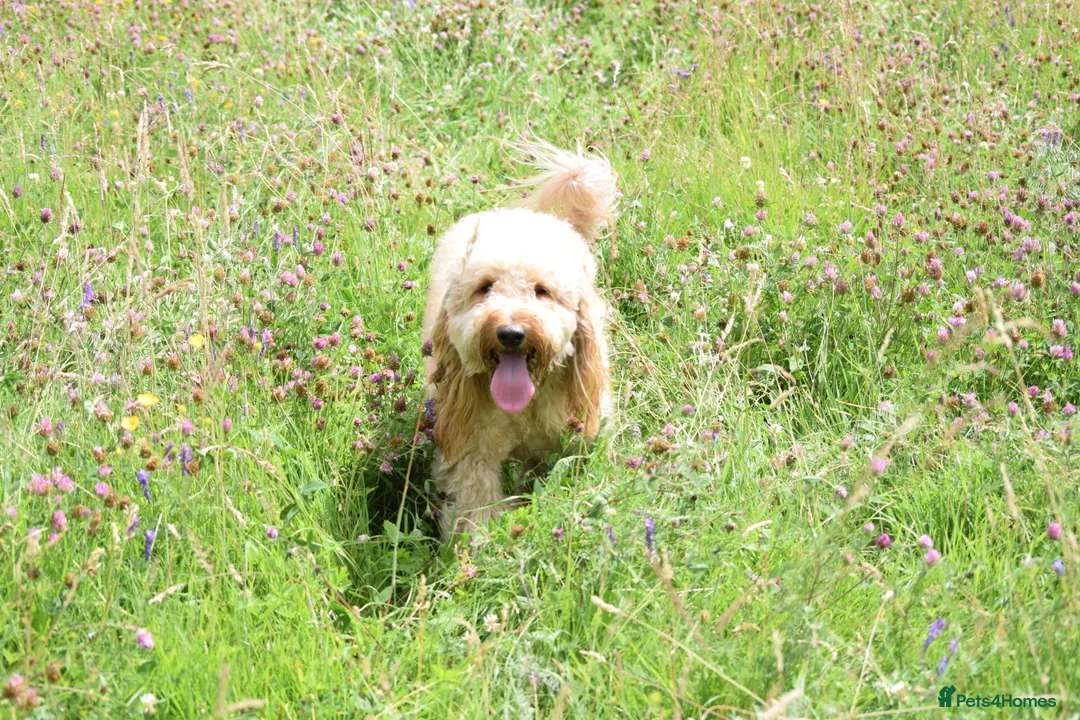 Labradoodle dogs for stud: STUD - DNA & HIPS Proven Mini Labradoodle in Tamworth - Advert 4