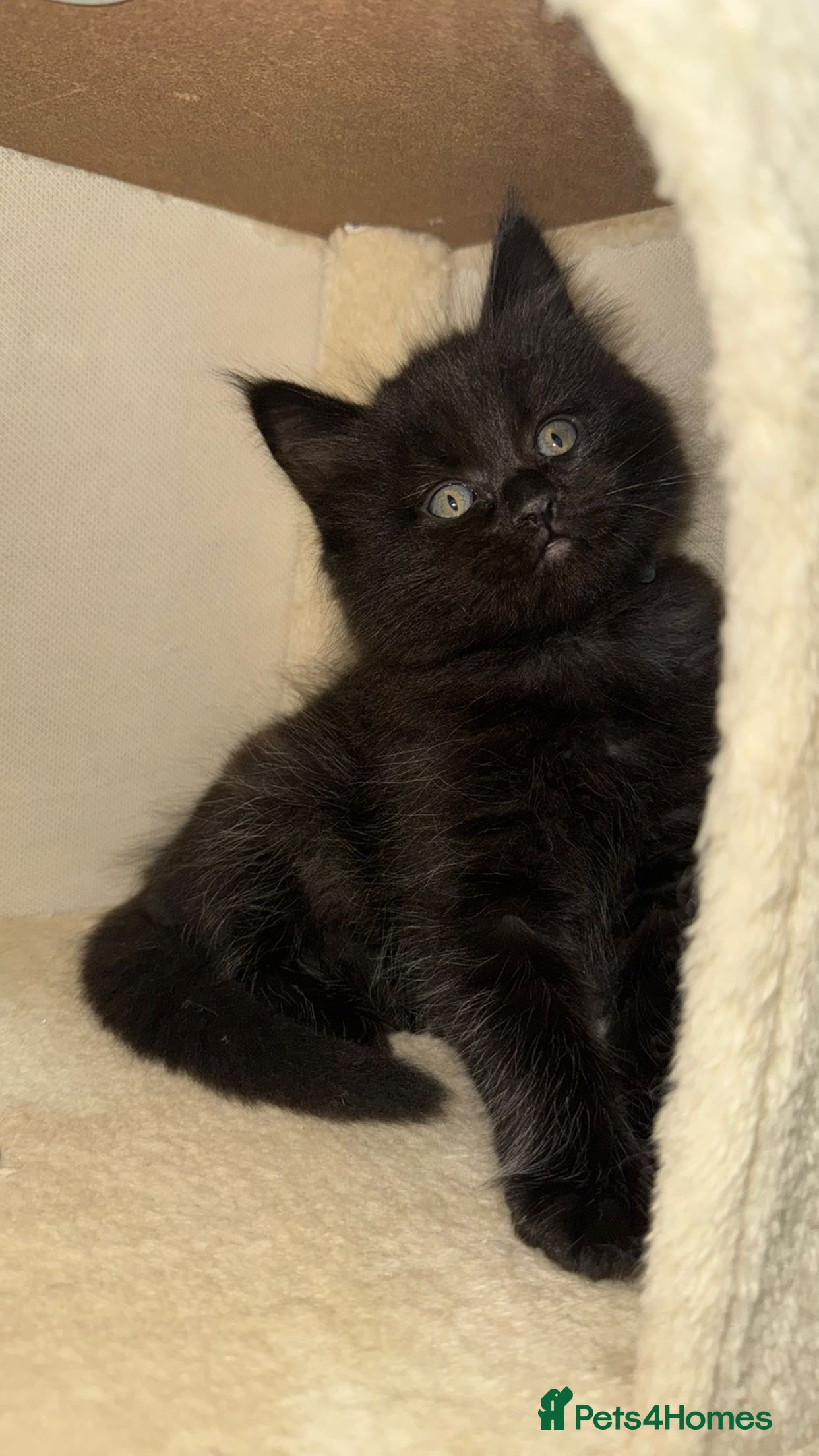 Mixed Breed cats Maine Coon X Ragdoll Kittens - Advert 5