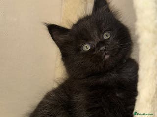 Mixed Breed cats Maine Coon X Ragdoll Kittens - Advert 5