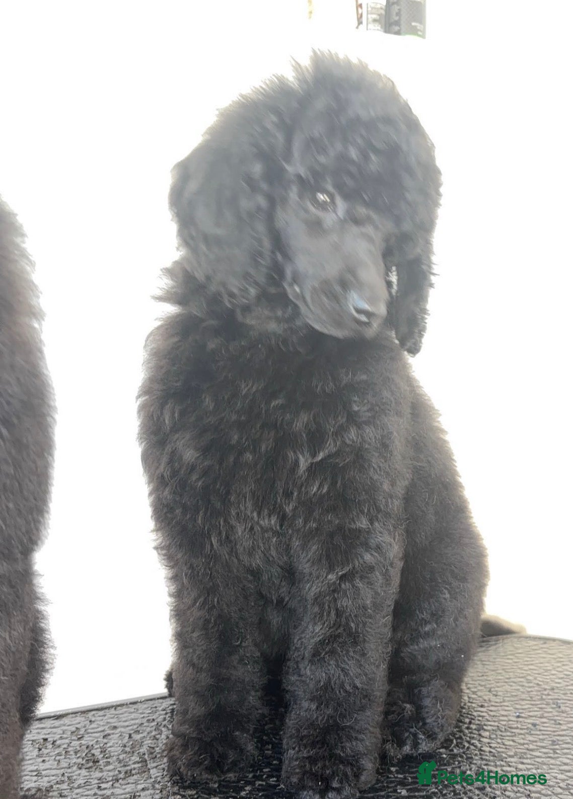 Standard Poodle dogs ReducedKC Registered standard poodle puppies  - Advert 6
